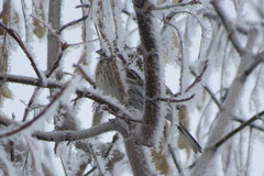 Emberiza leucocephalos