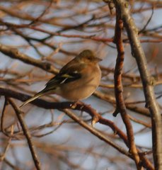 Fringilla coelebs coelebs