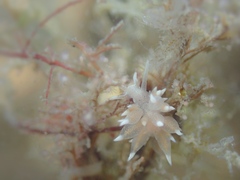 Amphorina linensis