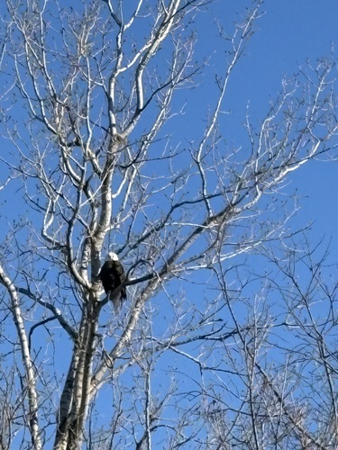 Bald Eagle