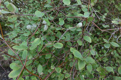 Olearia fragrantissima