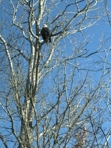 Bald Eagle