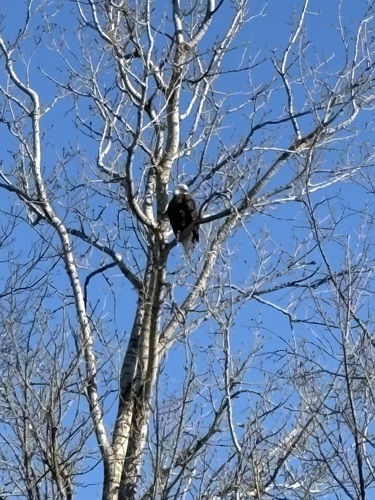 Bald Eagle