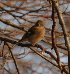 Fringilla coelebs coelebs