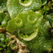 Lunularia cruciata - Photo (c) Alexis, μερικά δικαιώματα διατηρούνται (CC BY), uploaded by Alexis