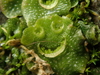 Crescent-cup Liverwort - Photo (c) Alexis, some rights reserved (CC BY), uploaded by Alexis
