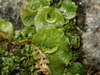 Complex Thalloid Liverworts - Photo (c) Alexis, some rights reserved (CC BY), uploaded by Alexis