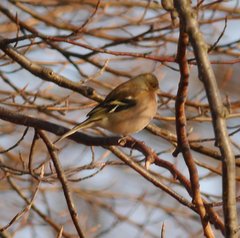 Fringilla coelebs coelebs
