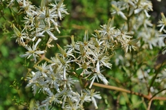 Clematis lathyrifolia