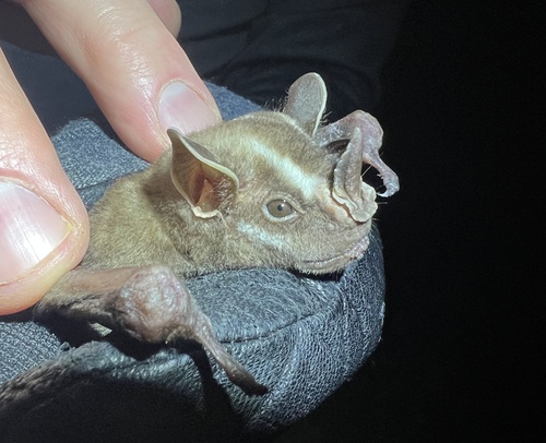Great Stripe-faced Bat