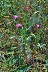 Dianthus membranaceus