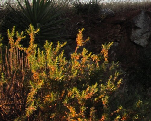 Salvia rosmarinus