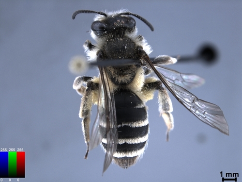 iNaturalist observation photo of Golden-haired Miner Bee