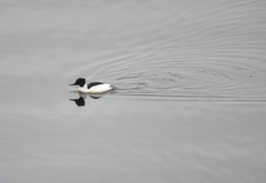 Mergus merganser