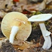 Lactarius subvernalis cokeri - Photo (c) Fluff Berger, some rights reserved (CC BY-SA), uploaded by Fluff Berger