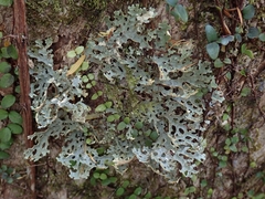 Pseudocyphellaria carpoloma