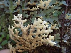 Pseudocyphellaria carpoloma