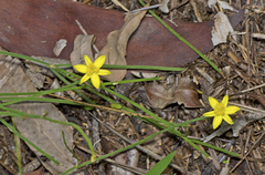 Tricoryne anceps