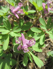 Corydalis intermedia