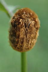 Xeloma tomentosa