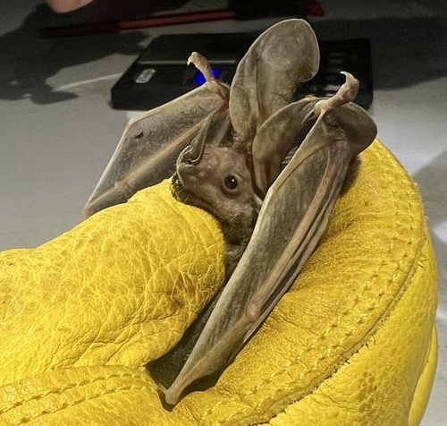 Davis's Round-eared Bat