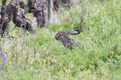 Lepus granatensis