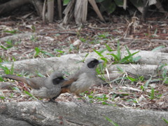 Pterorhinus perspicillatus