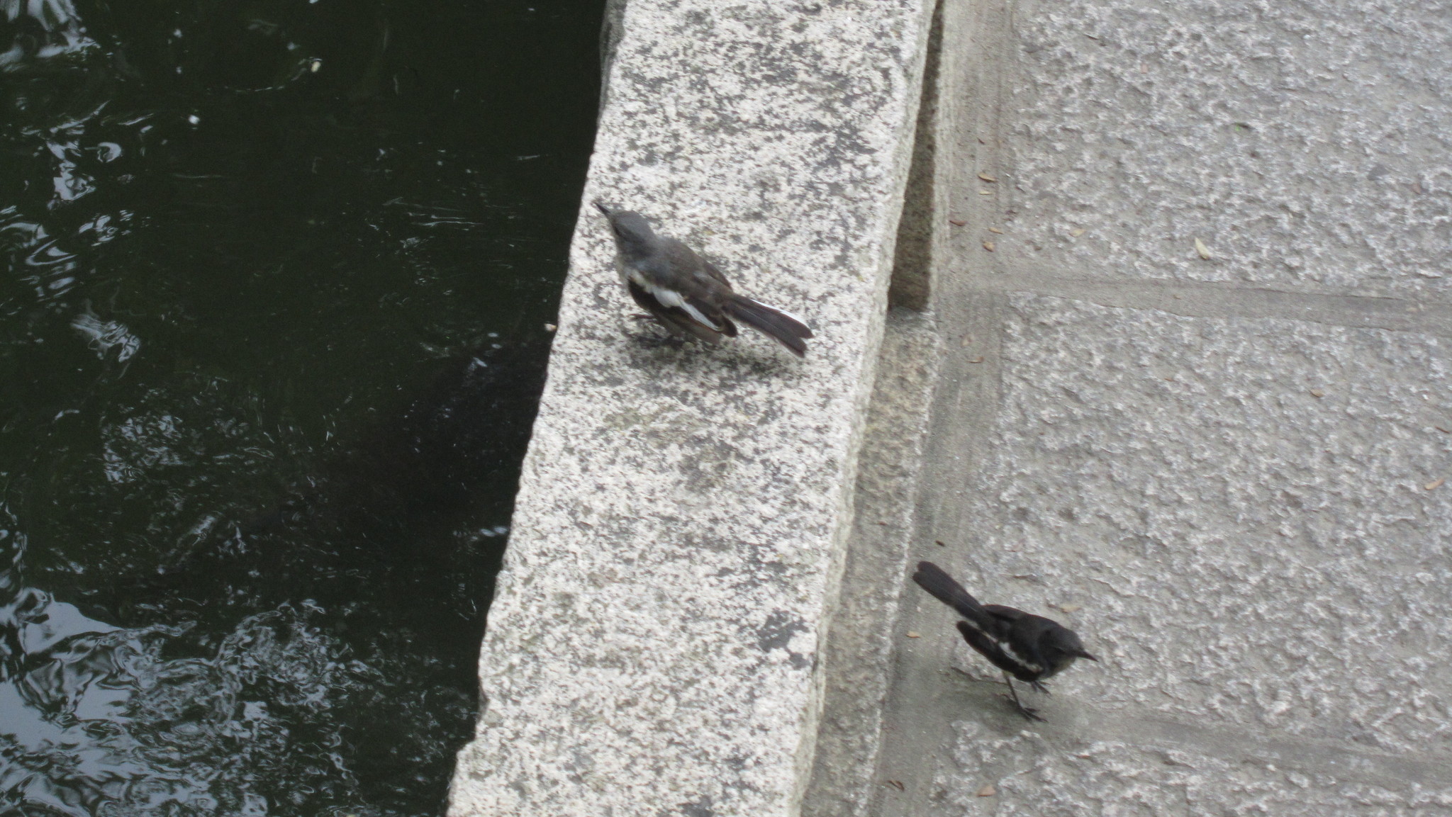 Oriental Magpie-Robin
