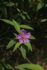 Magnoliopsida