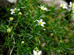 Moehringia ciliata