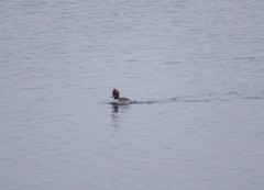 Mergus merganser
