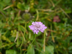 Scabiosa lucida lucida