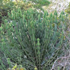 Euphorbia cooperi var. cooperi image
