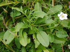 Scabiosa lucida lucida