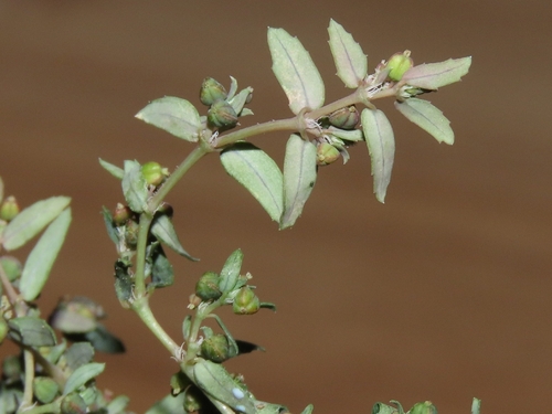 Abrams' sandmat (Euphorbia abramsiana)