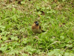 Lonchura striata