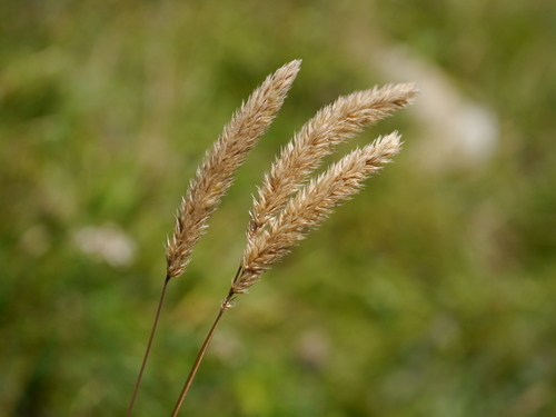 Image of Phleum hirsutum by (c) Patrick Schwager, some rights reserved (CC BY)