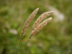 Phleum hirsutum