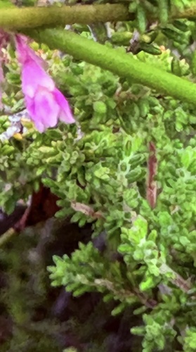 Erica melanthera, photograph 4