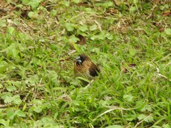 Lonchura striata