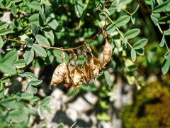 Astragalus australis