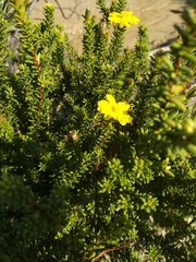 Hibbertia serpyllifolia