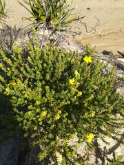Hibbertia serpyllifolia