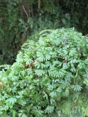 Hymenophyton