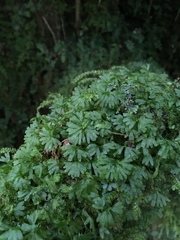 Hymenophyton