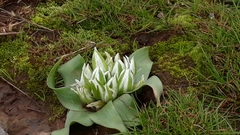 Ornithogalum lanceolatum