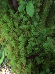 Hymenophyton