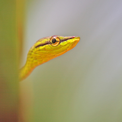 Oxybelis brevirostris