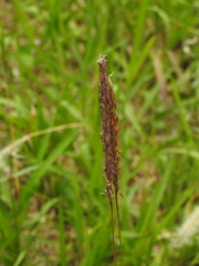 Poaceae