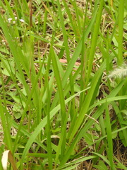 Poaceae